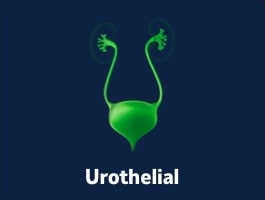 Urothelian - Biomarker Image Bank