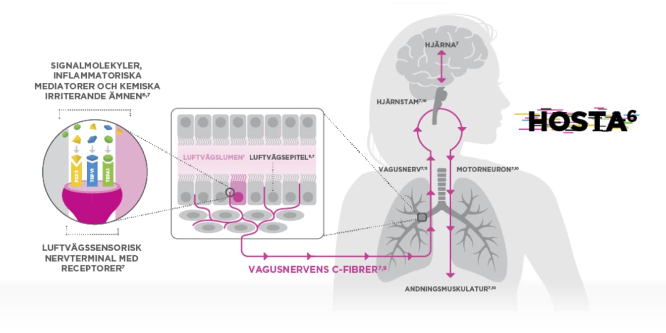 Kronisk hosta - Signalvägar