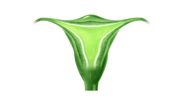 KEYTRUDA endometriecancer