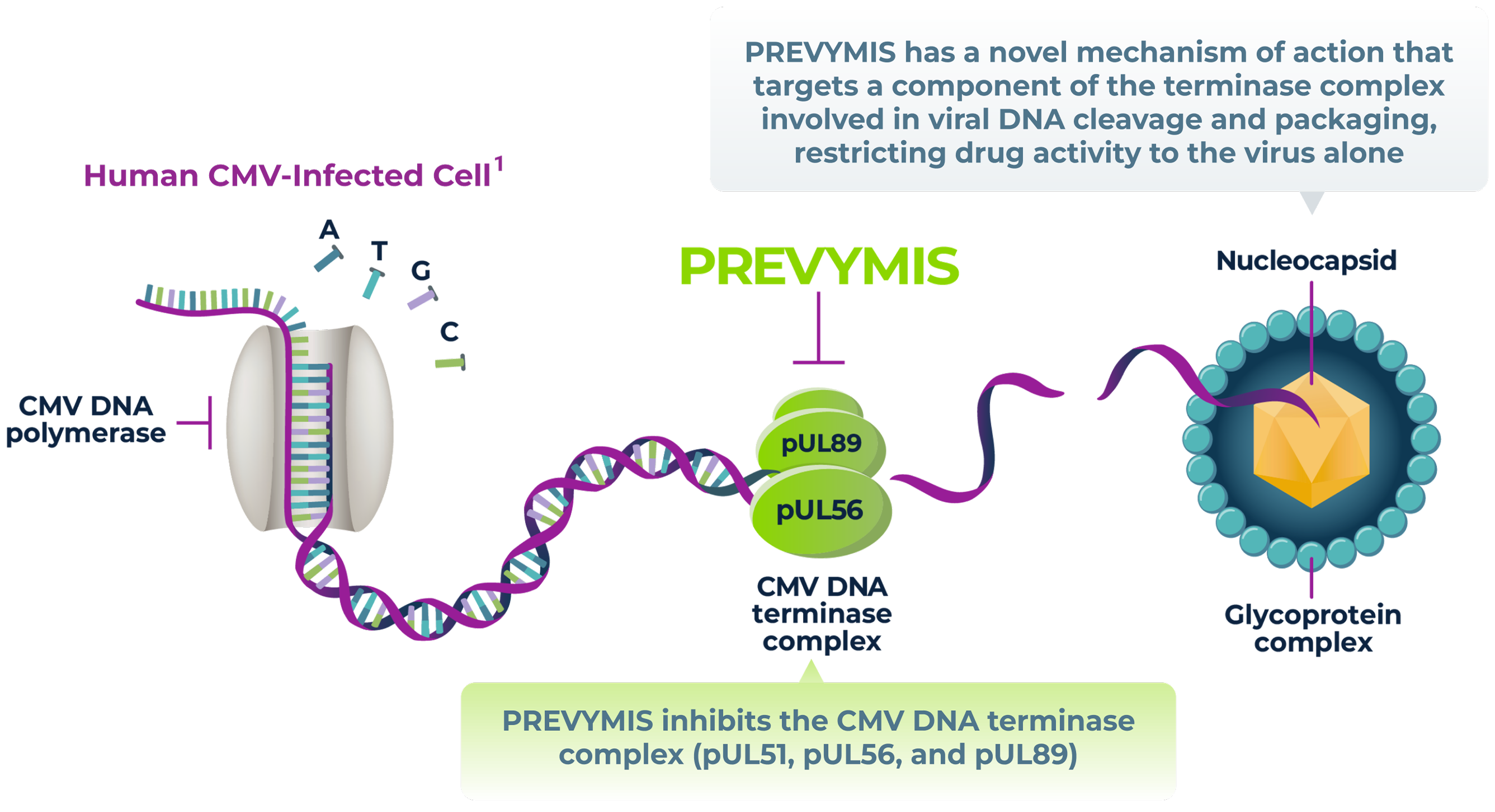The Mechanisms of Action 